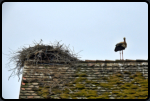 Weistorch und Nest auf dem Dach eines alten Holzhauses