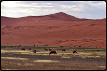 Eine Herde Spiebcke (Oryxantilopen) in der Namib-Wste