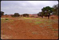 Gelb blhende Blumen am Deadvlei