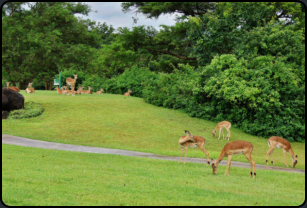 Impalas auf dem Golfplatz