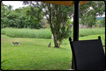 Meerkatzen vor der Terrasse