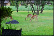 Impalas vor der Terrasse