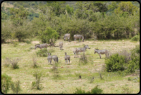 Steppenzebras