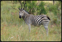 Steppenzebra