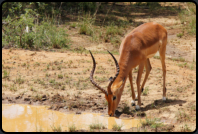 Impala