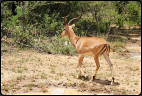 Impala