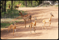 Impalas