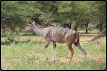 Kudu