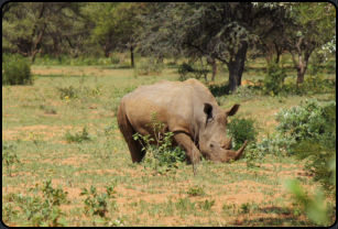 Breitmaulnashorn