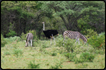 Steppenzebras und Strau