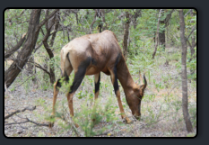 Leierantilope