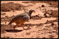 Unbekannter Vogel