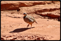 Unbekannter Vogel