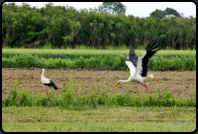 Weistorch im Landeanflug