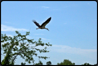 Weistorch im Flug