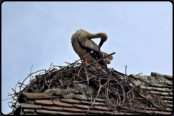 Weistorch im Storchennest