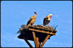 Weistrche im Storchennest