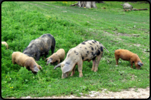 Turopolje-Schweine im Naturpark Lonjsko polje