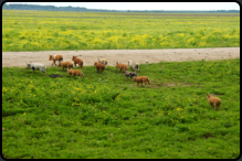 Eine Rotte Turopolje-Ferkel im Naturpark Lonjsko polje