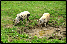 Turopolje-Schweine im Naturpark Lonjsko polje