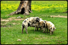 Turopolje-Schweine im Naturpark Lonjsko polje
