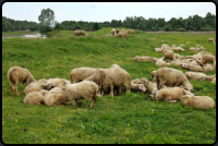 Schafherde im berschwemmungsgebiet