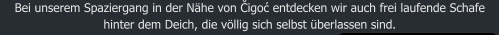 Bei unserem Spaziergang in der Nhe von Čigoć entdecken wir auch frei laufende Schafe hinter dem Deich, die vllig sich selbst berlassen sind.