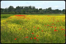 Blumenwiese