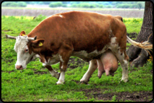 Milchkuh im im Naturpark Lonjsko polje