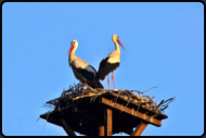 Weistrche im Storchennest