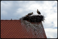 Weistrche im Storchennest