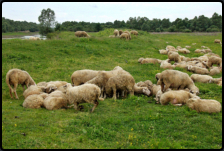 Schafherde im berschwemmungsgebiet