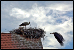 Ein Weistorch verlst das Nest