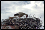 Weistorch im Storchennest