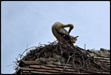 Weistorch im Storchennest