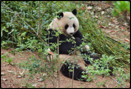 Erwachsener Panda beim Fressen