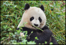 Erwachsener Panda beim Fressen