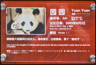 Informationstafel zum Pandabren