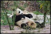 Erwachsener Panda beim Fressen