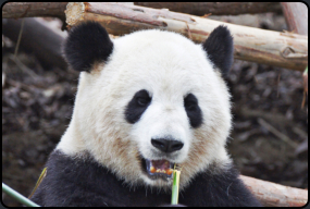 Erwachsener Panda beim Fressen