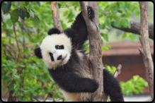 Junger Panda vertreibt sich die Zeit beim Klettern
