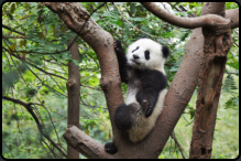 Junger Panda vertreibt sich die Zeit beim Klettern