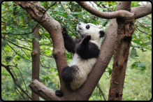 Junger Panda vertreibt sich die Zeit beim Klettern