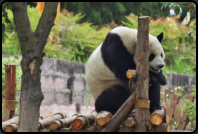 Halbwchsiger Panda auf einem Holzgestell