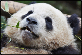 Halbwchsiger Panda beim Fressen