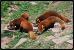 Ftterung der Roten Pandabren