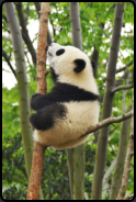 Junger Panda beim Klettern auf einem Baum