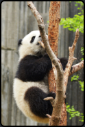 Junger Panda beim Klettern auf einem Baum