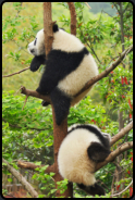 Junge Panda-Bren beim Klettern auf einem Baum