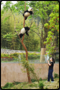 Wrterin lockt zwei Panda-Bren vom Baum